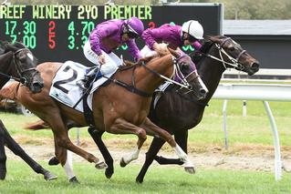 Dijon Bleu (NZ) wins on debut in Sunday’s $20,000 Mills Reef Winery 2YO. Photo: Race Images. 